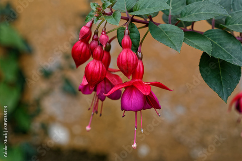 Fleur de fushsia regia  photo
