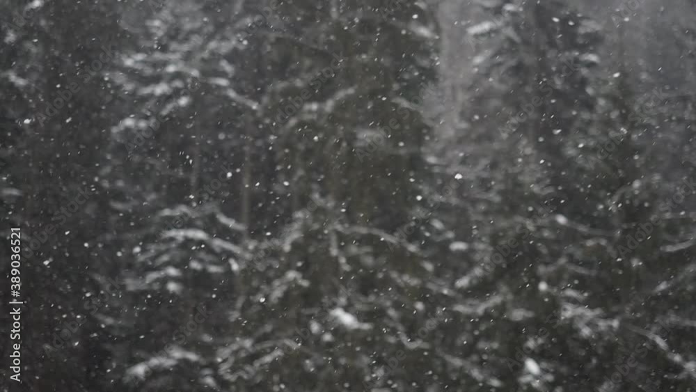 Blizzard - Snow Storm detail in SLOW MOTION HD VIDEO. Wild Flying snowflakes in the wind. Low depth of field and blurred pine trees in the background. Close-up. Half speed Blizzard - Snow Storm detail in SLOW MOTION HD VIDEO. Wild Flying snowflakes in the wind. Low depth of field and blurred pine trees in the background. Close-up. Half speed