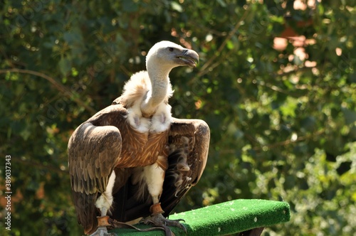 Animal del Parque de la Naturaleza de Cab  rceno