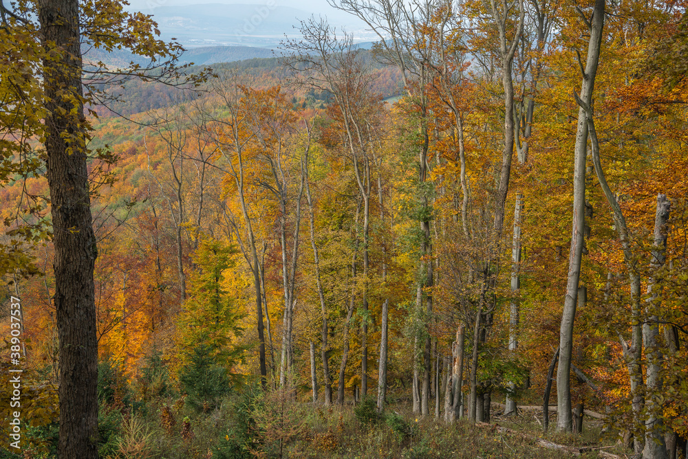 Forest in the fall. Woods in autumn.