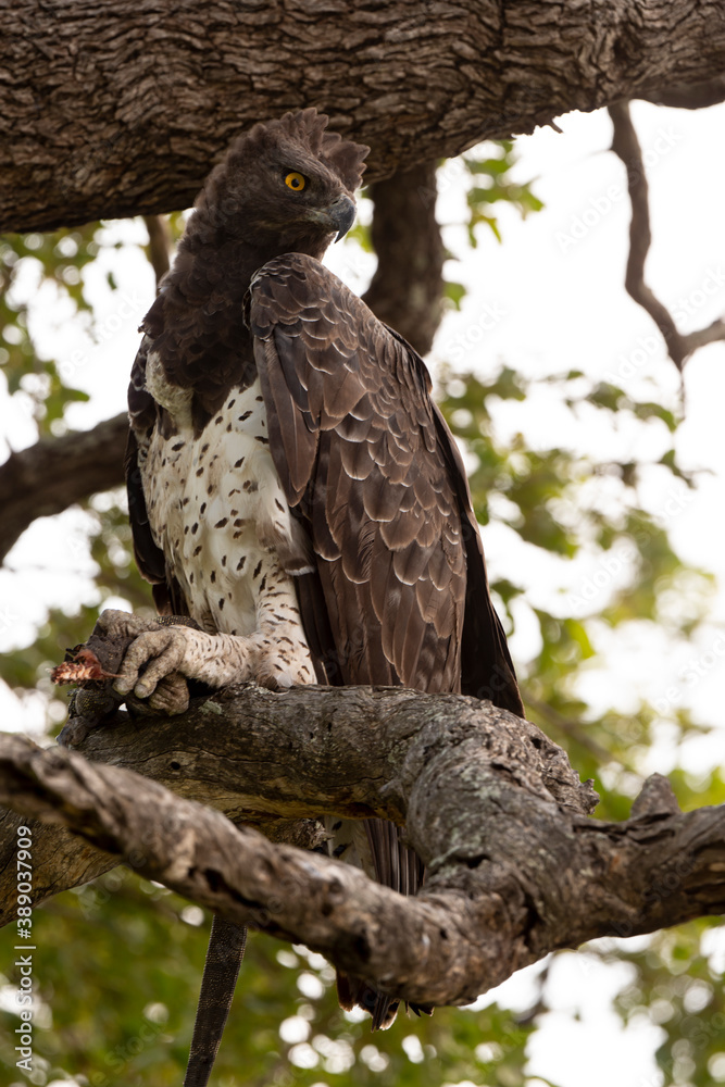 Aigle martial, lézard fouette queue,.Polemaetus bellicosus, Martial Eagle Aigle martial, lézard fouette queue,.Polemaetus bellicosus, Martial Eagle