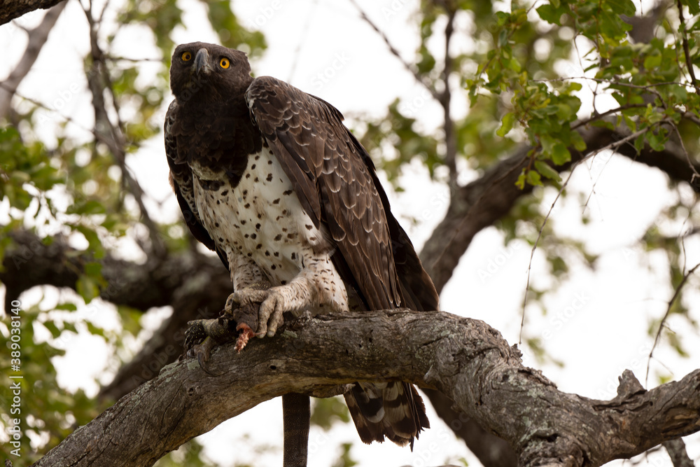 Aigle martial, lézard fouette queue,.Polemaetus bellicosus, Martial Eagle Aigle martial, lézard fouette queue,.Polemaetus bellicosus, Martial Eagle