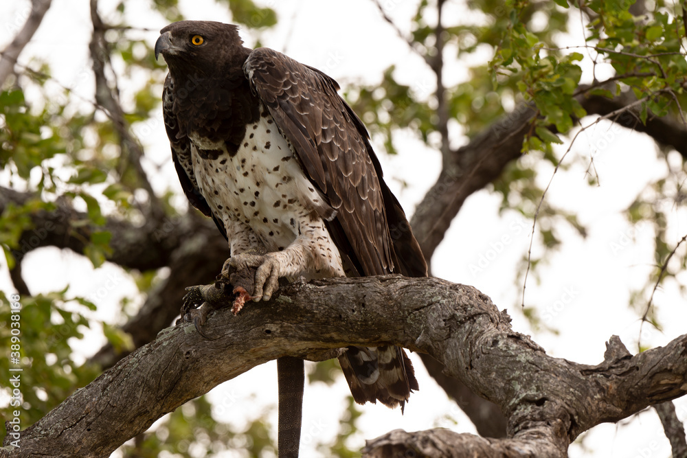 Aigle martial, lézard fouette queue,.Polemaetus bellicosus, Martial Eagle Aigle martial, lézard fouette queue,.Polemaetus bellicosus, Martial Eagle