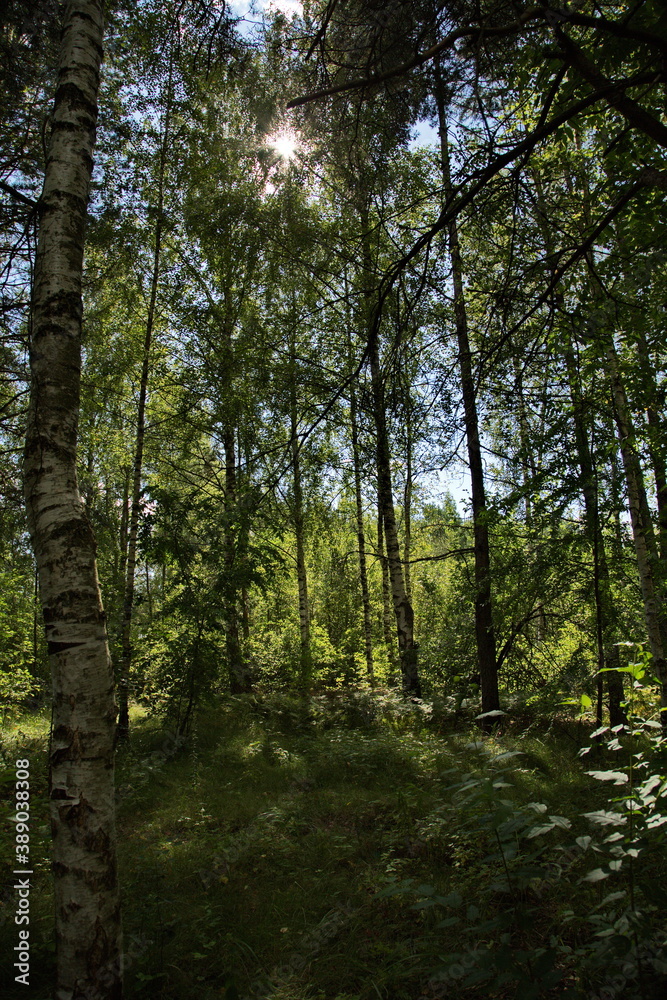 Forest in the vicinity of Pokrov town on a sunny day, Russia.