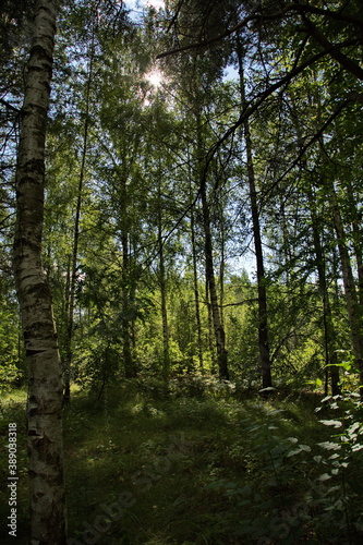 Fototapeta Naklejka Na Ścianę i Meble -  Forest in the vicinity of Pokrov town on a sunny day, Russia.
