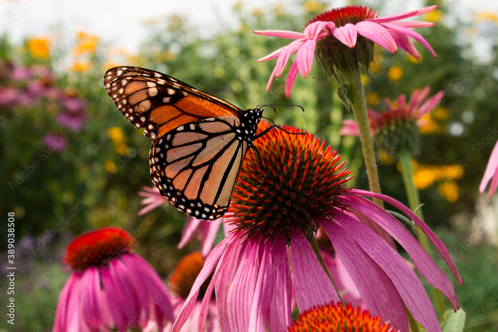 Monarch Butterfly sips nectar from daisy flowers in a beautiful prairie garden in Summer 