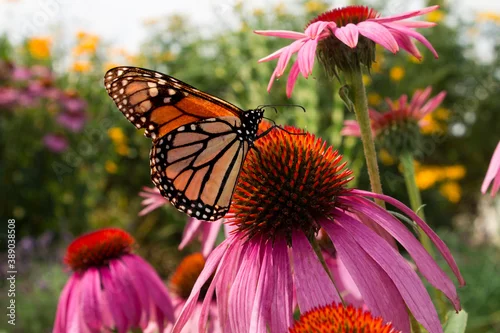 Fototapeta na wymiar Monarch Butterfly sips nectar from daisy flowers in a beautiful prairie garden in Summer 