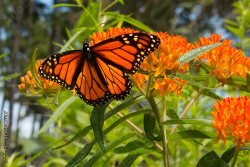 Fototapeta na wymiar Monarch butterfly sips nectar from butterfly weed flower buds in perennial garden