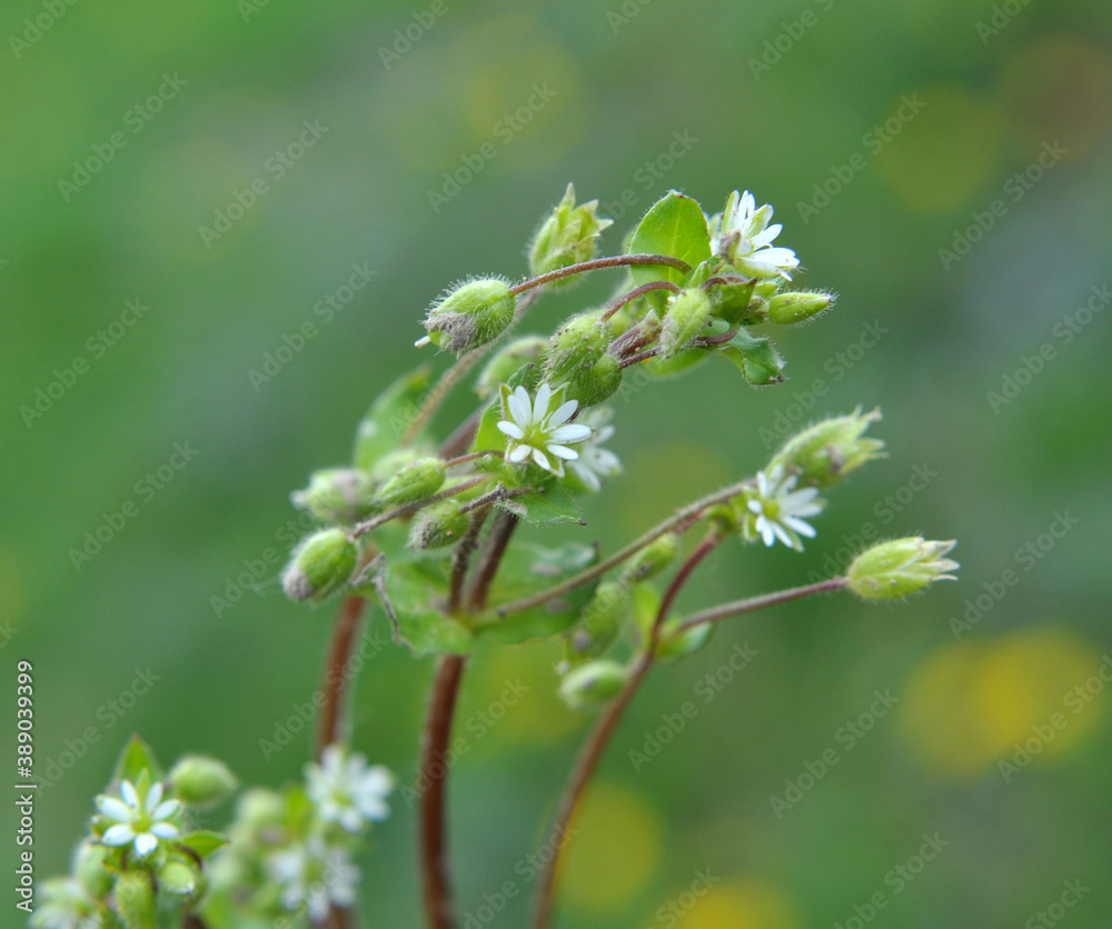 In the spring, Stellaria media grows in nature In the spring, Stellaria media grows in nature
