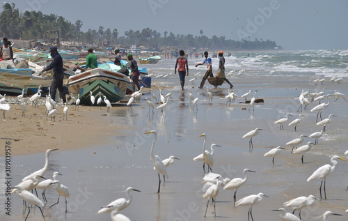 Escena de pesca grupal con redes en la isla de Mannar, Sri Lanka photo