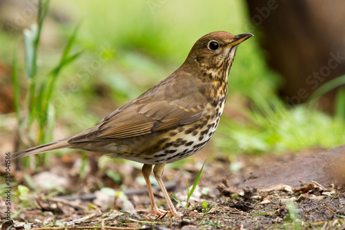 Song thrush walking on brown ground with grass and a green background