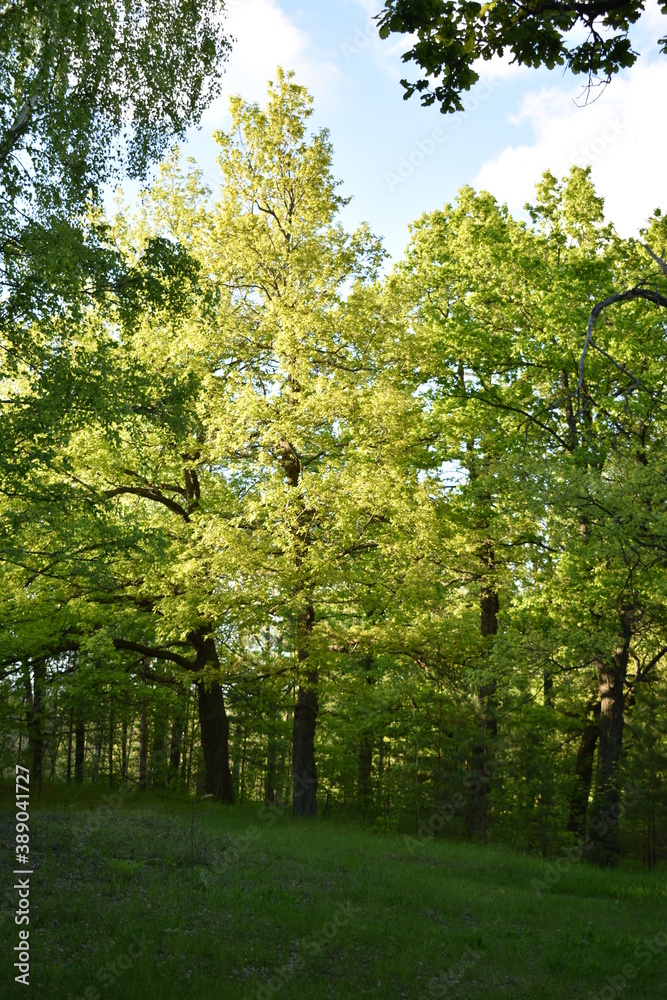 Naklejka premium warm sunset in the green summer forest