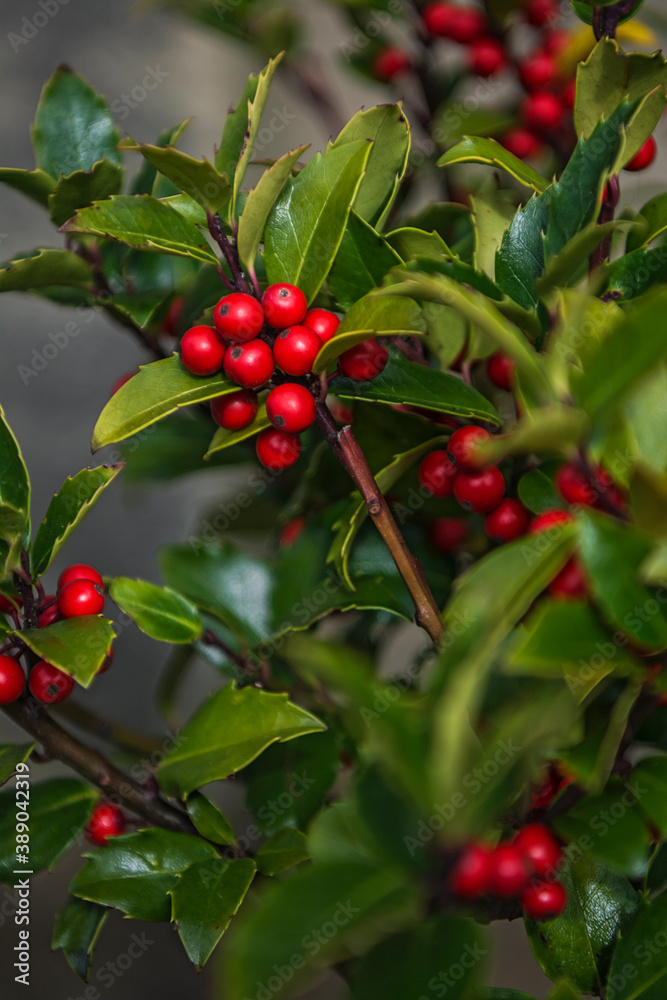 Bright red small winter berries with dark green leaves. Bright red small winter berries with dark green leaves.