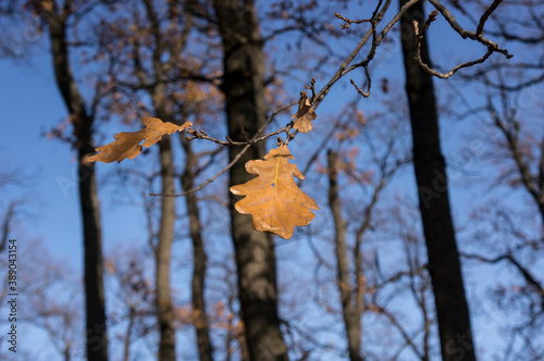 Last yellow autumn oak leaves on a branch in the Park 