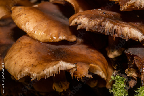 A closeup picture of a fungus in a forest. Green moss in the background. Picture from Bokskogen, Malmo, southern Sweden photo