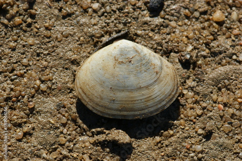 Peppery Furrow (Scrobicularia plana)