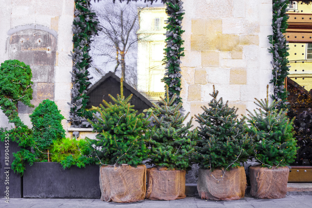 Small illuminated spruce trees in pots in front of house at city street