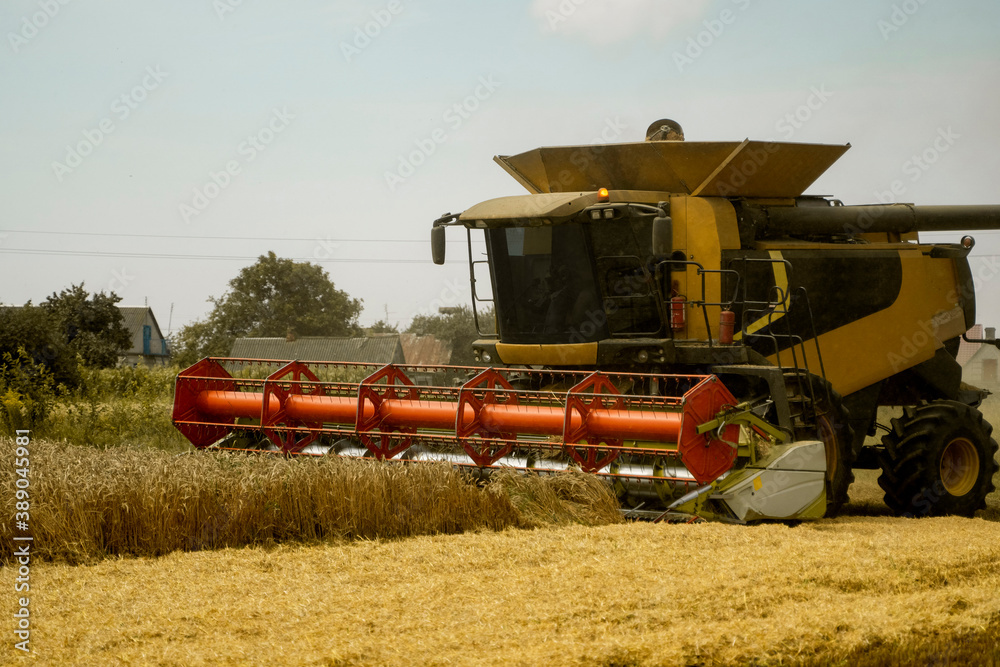 Fototapeta premium Combine harvester agriculture machine harvesting golden ripe wheat field. Agriculture. Combine harvester harvesting wheat with dust straw in the air. Heagy agricultural machinery.