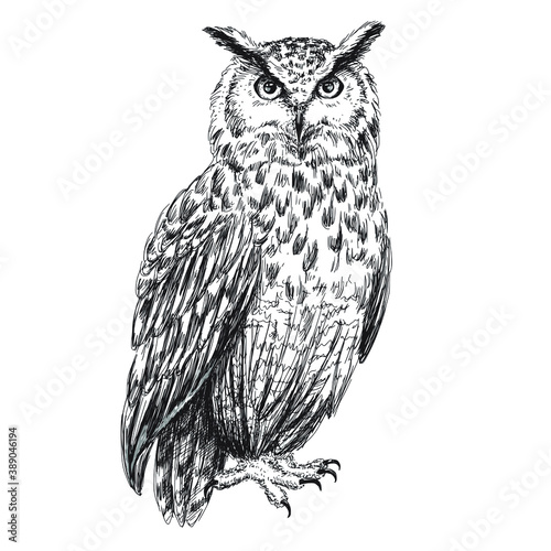 Eagle owl sketch isolated on white background. Hand drawn pen and ink vintage bird illustration. photo