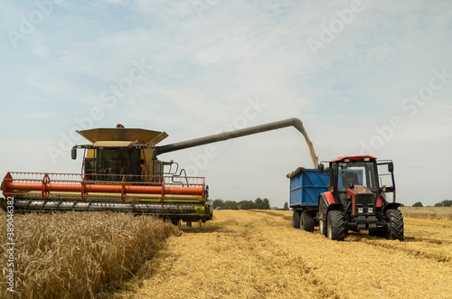 Combine harvester agriculture machine harvesting golden ripe wheat field. Harvester combine harvesting wheat and pouring it into tractor trailer during wheat harvest on sunny summer day.