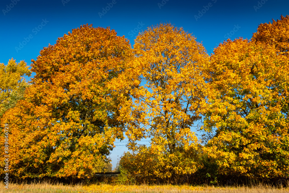 Fototapeta premium Golden autumn leaves on maples near Ostroda, Poland
