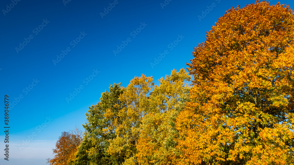 Fototapeta premium Golden autumn leaves on maples near Ostroda, Poland