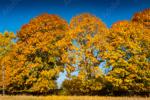 Fototapeta Naklejka Na Ścianę i Meble -  Golden autumn leaves on maples near Ostroda, Poland