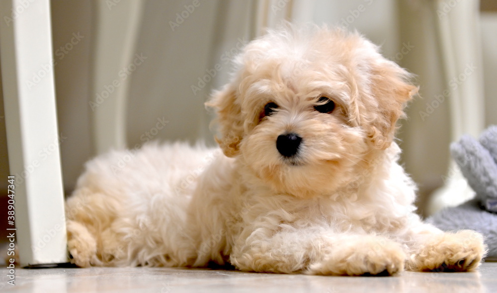 a cross between a Maltese lapdog and a miniature poodle