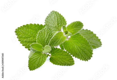 Fresh raw melissa leaves isolated on white background. Melissa leaf, aromatic herbs, used as ingredients to make ice cream and herbal teas. photo