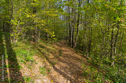 Path in the autumn forest photo