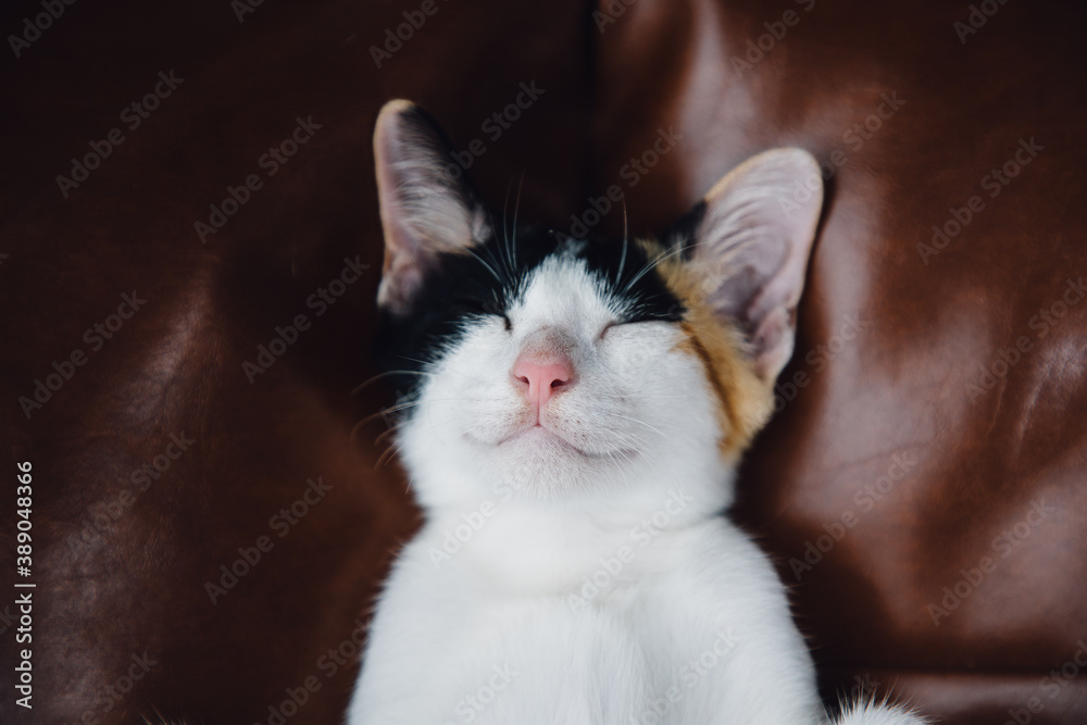 Obraz premium A cat lying on the sofa 