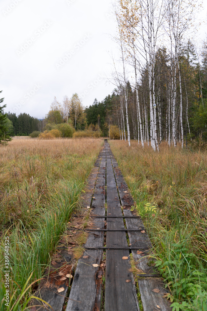 Green forest showing beautiful natural hikingtrail