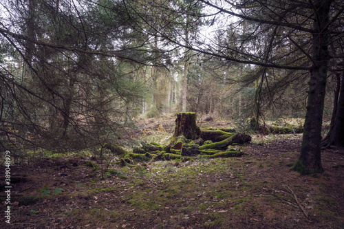 Old tree stump in woodland, covered with moss and grass at Beecraigs Country Park, Linlithgow, West Lothian, Scotland, United Kingdom. photo