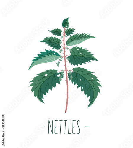 Stinging nettle. Plant. Botany. Vector illustration in flat style.