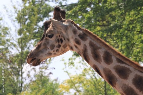 Photography giraffe eating grass