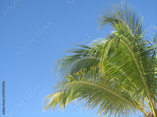 beautiful view with a blue sky and colourfull palmleaves. holiday at the island of Curaçao. with copy space. Template for design of holiday greetings, decoration packaging, postcard, poster