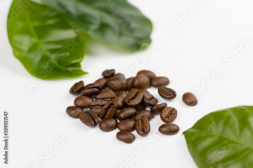 Coffee tree leaves and coffee seeds
