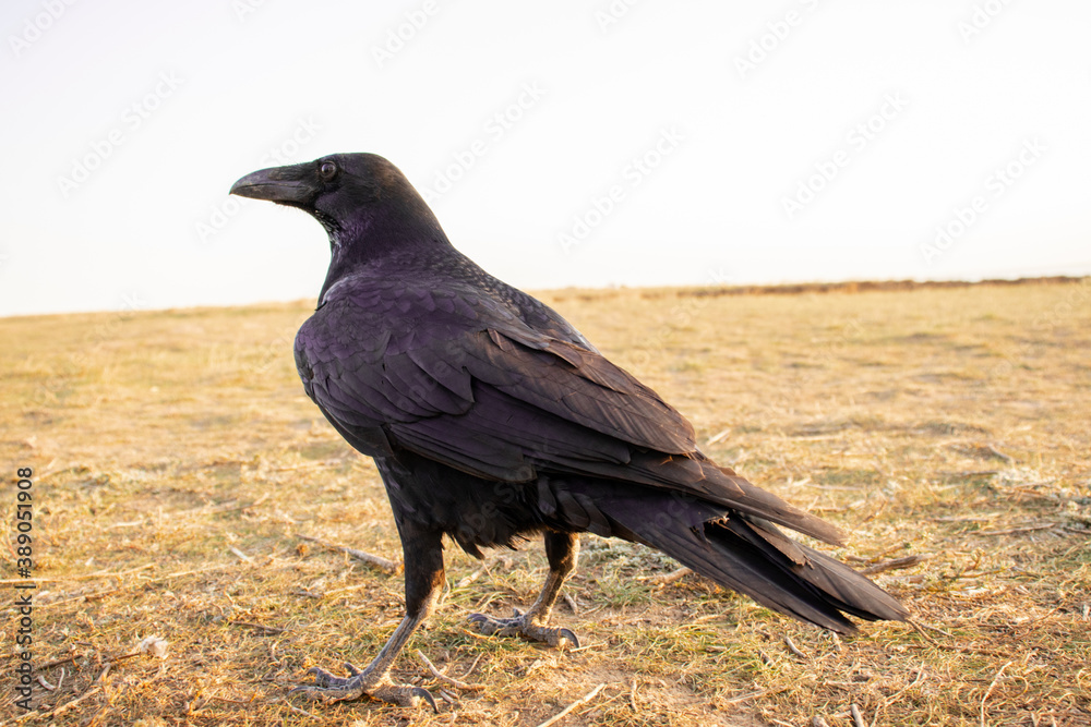Black carrion crow and black raven, stands on the ground and looks, photo. Crow, bird and animal Black carrion crow and black raven, stands on the ground and looks, photo. Crow, bird and animal