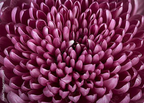 Beautiful delicate chrysanthemum flower of bright purple color