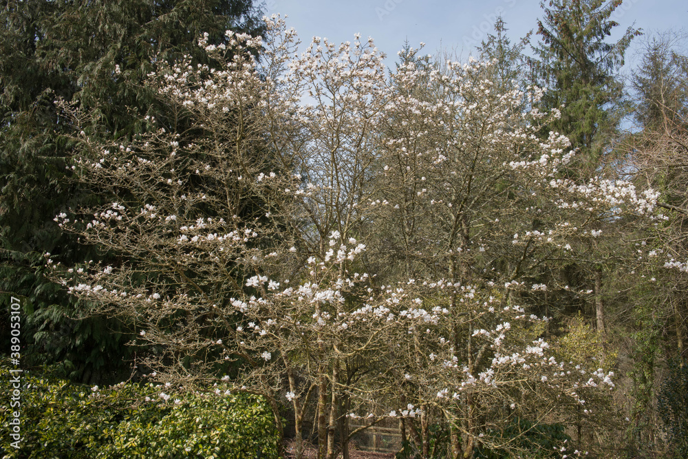 Spring Flowering White Flowers on a Northern Japanese Magnolia Tree (Magnolia kobus) Growing in a Woodland Garden in Rural Devon, England, UK Spring Flowering White Flowers on a Northern Japanese Magnolia Tree (Magnolia kobus) Growing in a Woodland Garden in Rural Devon, England, UK