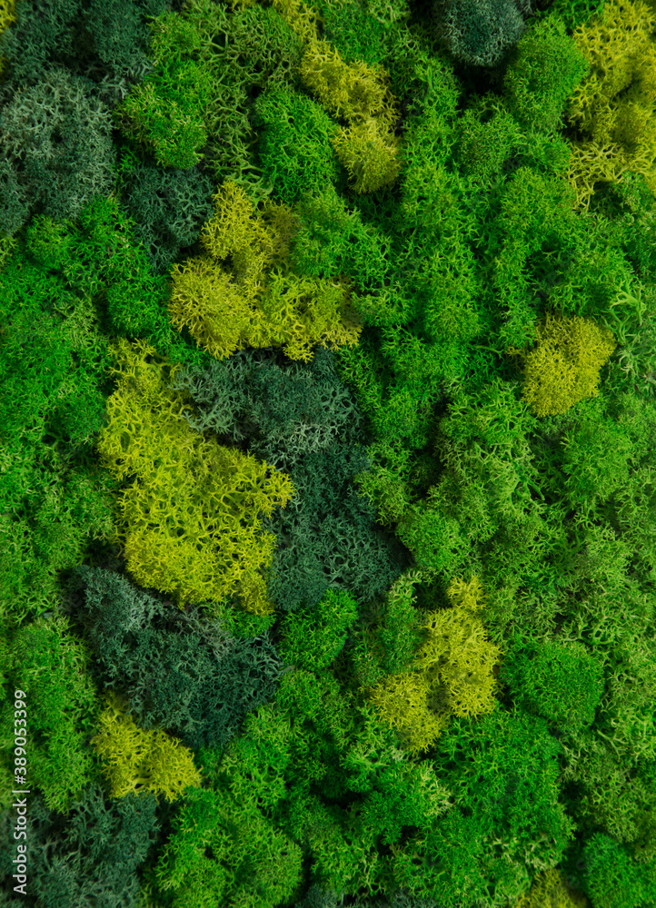 Wall in the room decorated with stabilized moss. Moss and lichens for decoration of the interior. Eco design concept