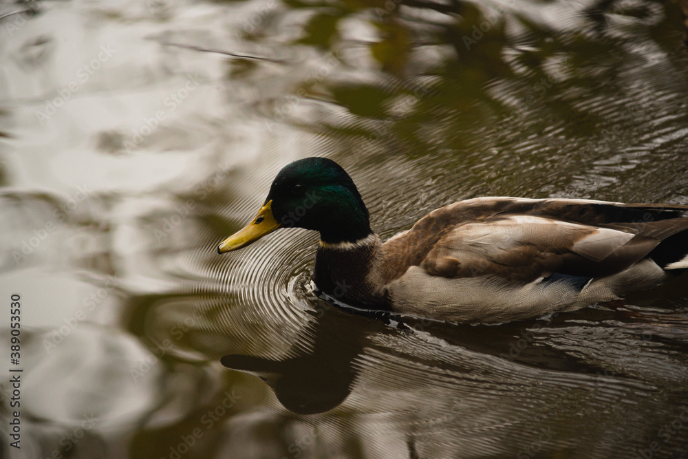 wild ducks floating in the pond wild ducks floating in the pond