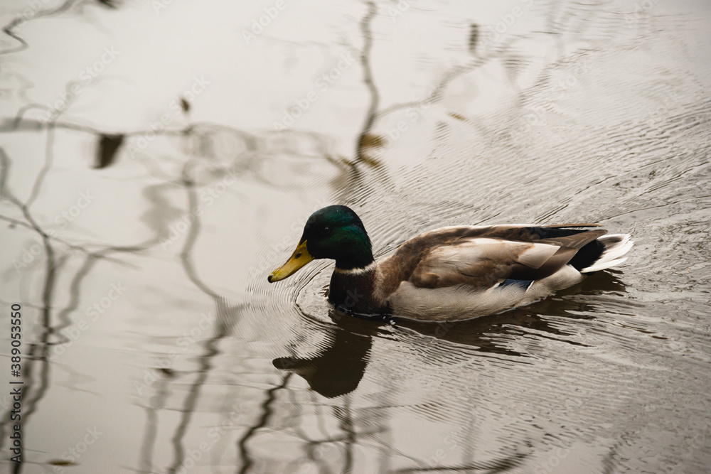 wild ducks floating in the pond wild ducks floating in the pond