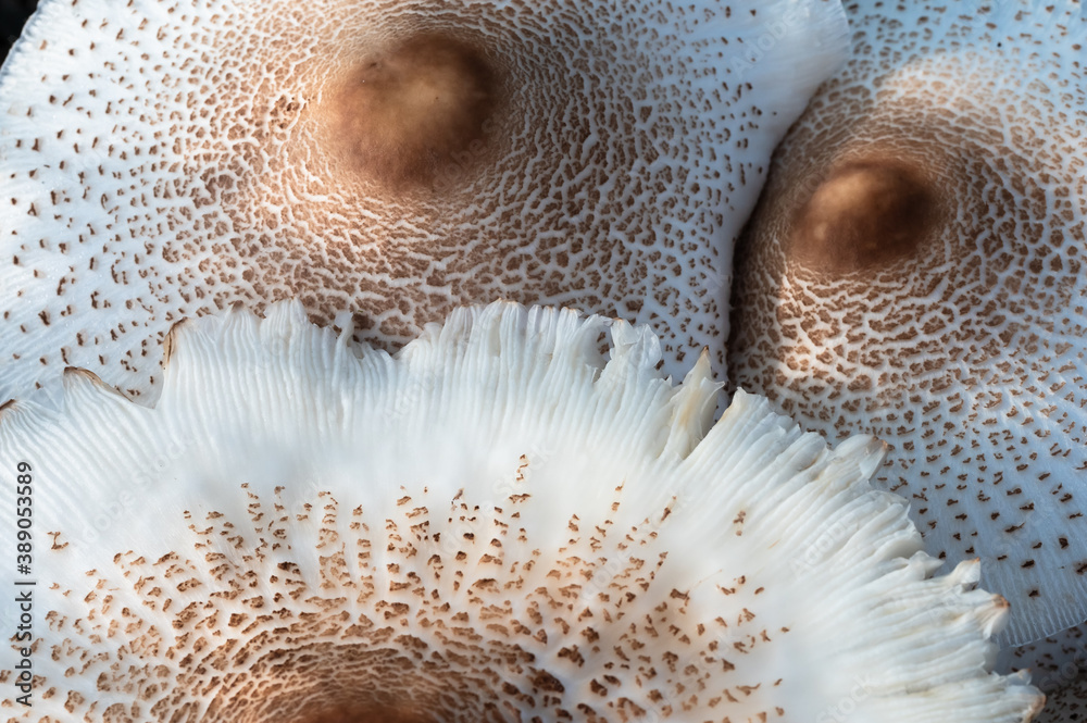 Fototapeta premium Nature Abstract: Caps of a Parasol Mushroom
