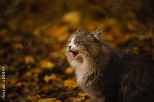 Large gray cat sits on the ground covered with yellow leaves © Сергей Безрученко