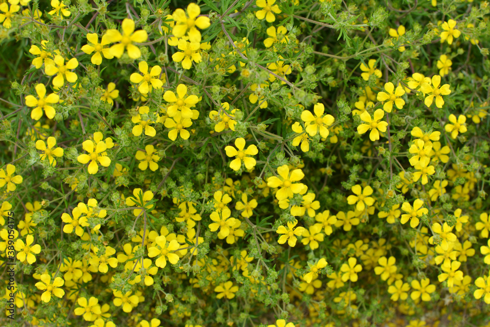 Fototapeta premium In nature grows potentilla