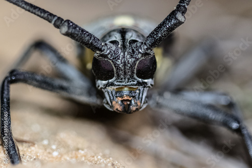 Obraz na plátně insect face portrait in the sand