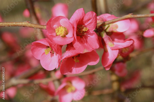 Valokuva Fleurs de Chaenomeles