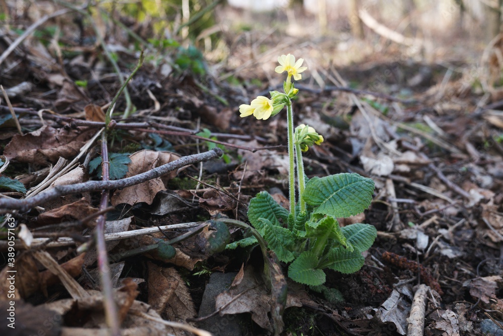 Beautiful spring yellow primrose (ox lip) flower growing in forest. Beautiful spring yellow primrose (ox lip) flower growing in forest.