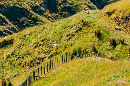 Flock of sheep grazing on meadow photo